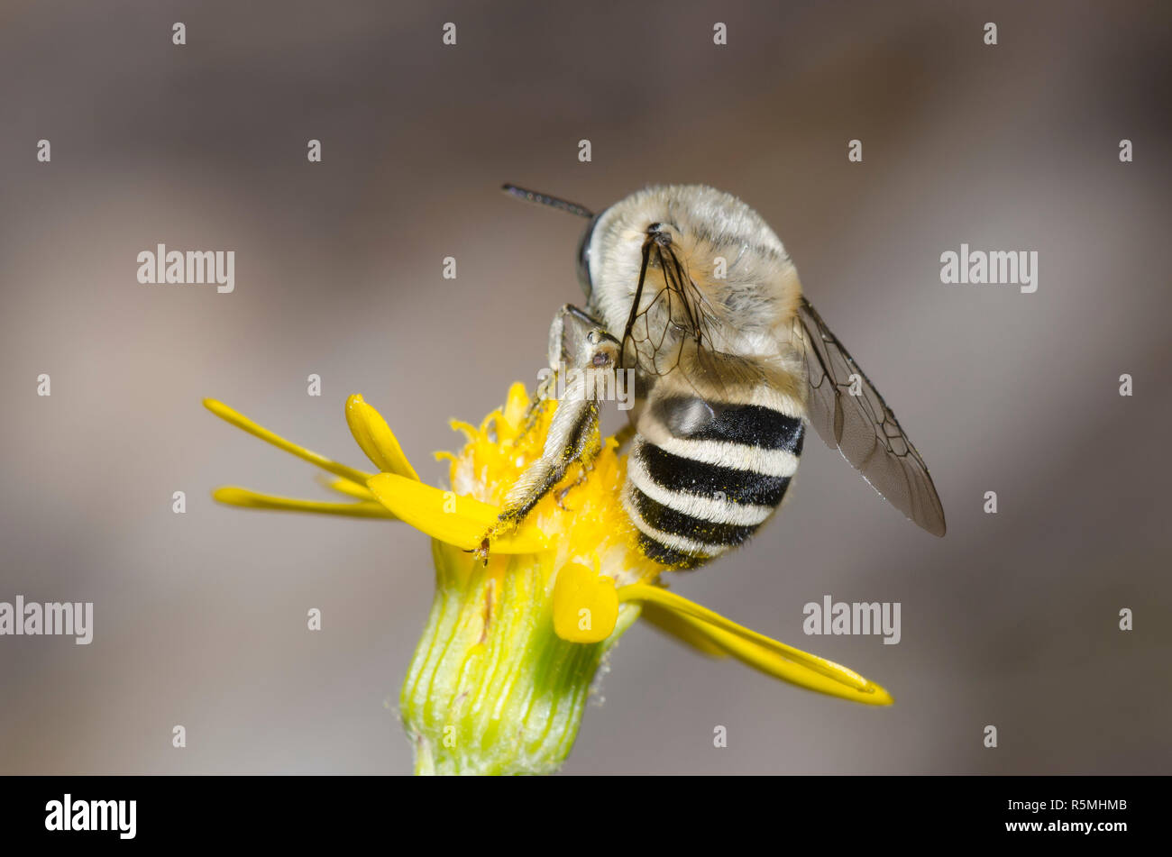 Digger Bee, Anthophora urbana, fourrager sur une fleur composite jaune Banque D'Images