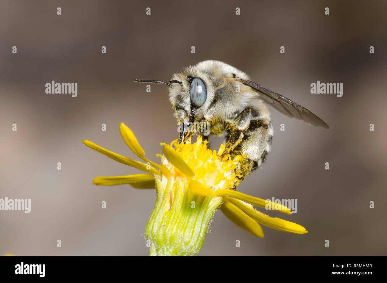 Digger Bee, Anthophora urbana, fourrager sur une fleur composite jaune Banque D'Images