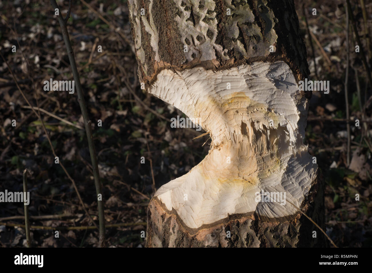 Tronc d'arbre avec des marques de dents de castor sur sunny day Banque D'Images