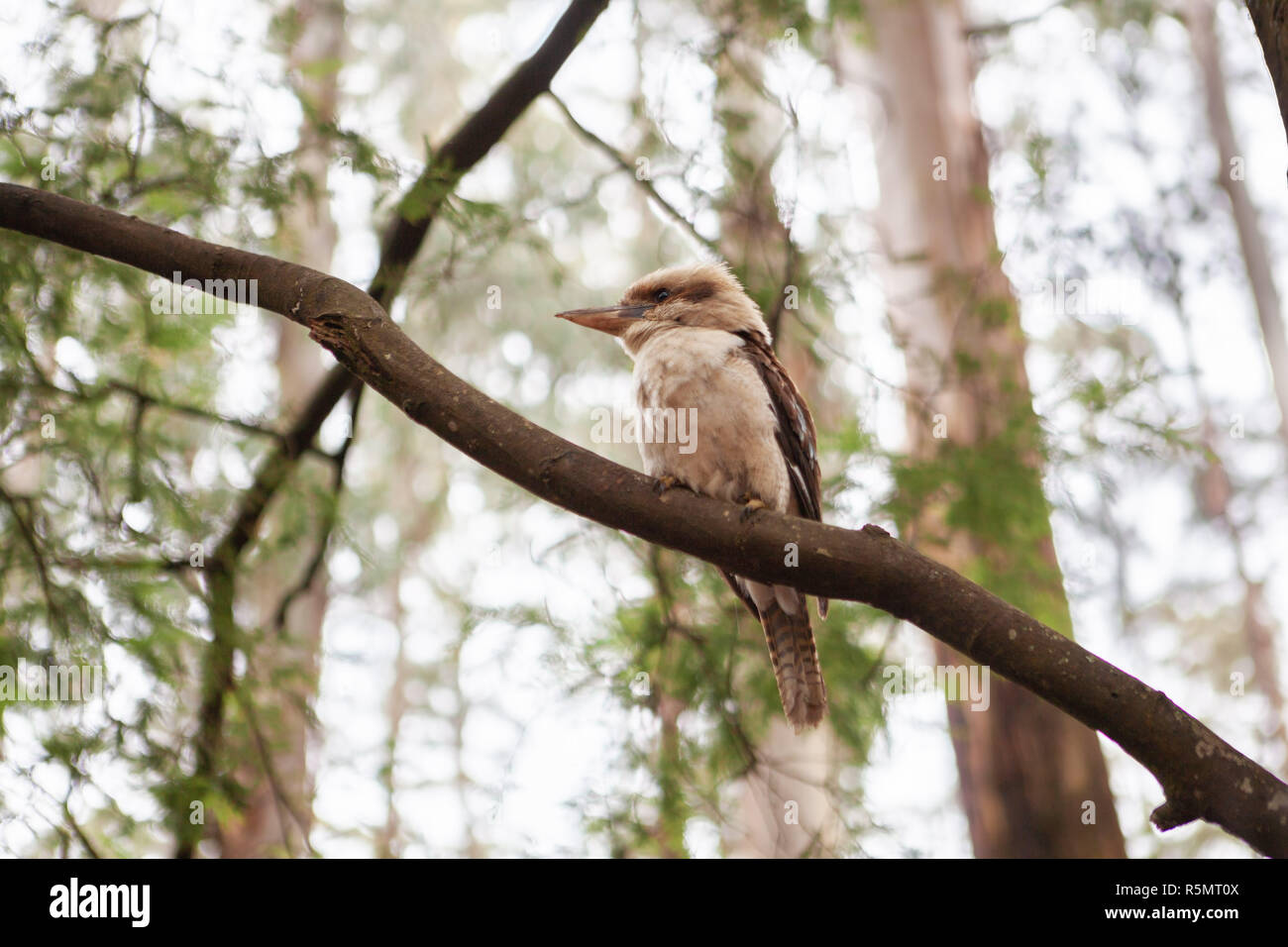 Kookaburra oiseau perché sur une branche en arrière-plan flou Banque D'Images
