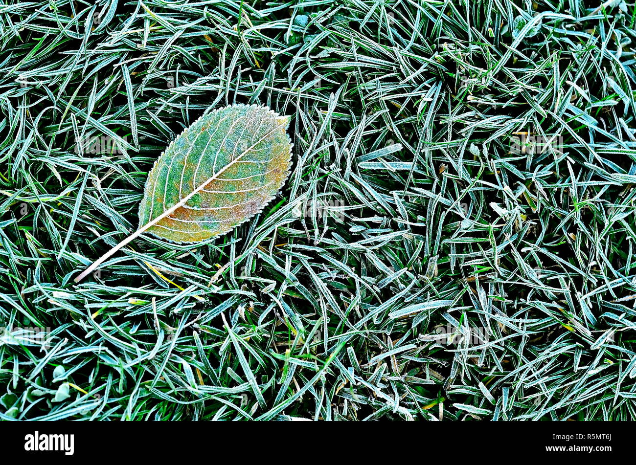 Des feuilles tombées sur l'herbe Banque D'Images