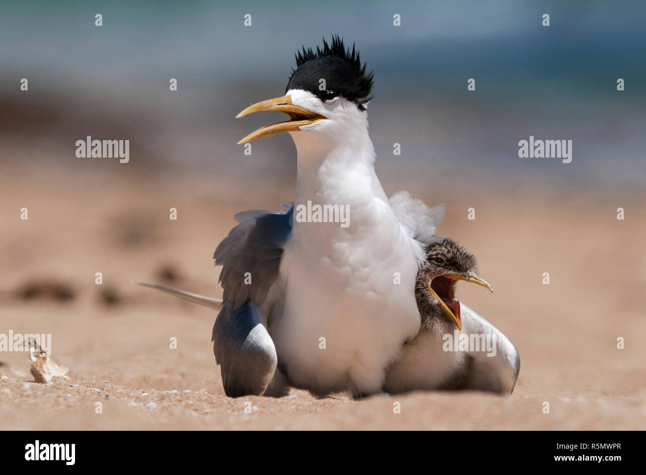 Crested tern Sterna bergii assis sur le front de plage avec chick chick avec aile en bouche ouverte penguin island nature reserve l'ouest de l'Australie Banque D'Images