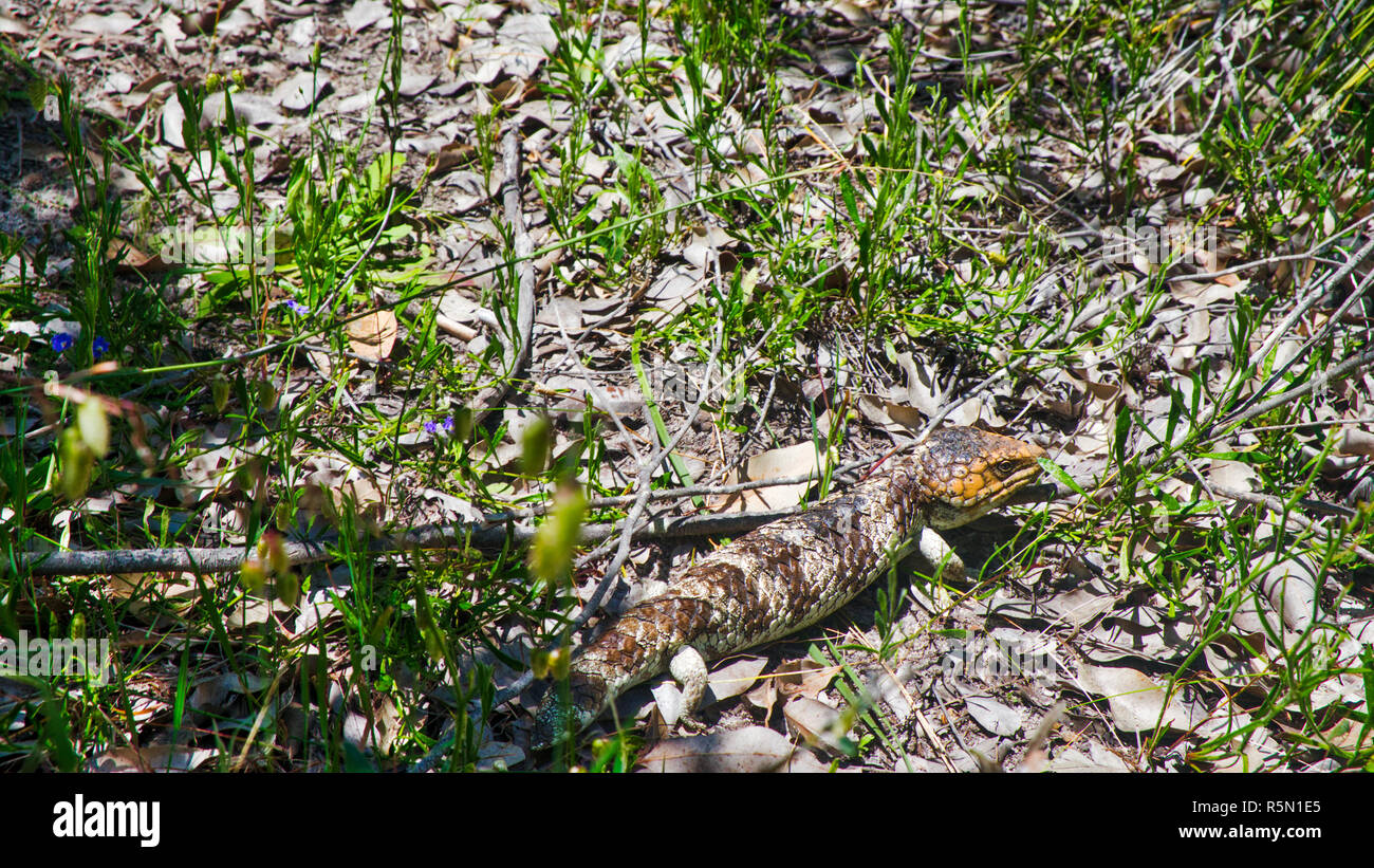 Très agacé lézard bobtail resents étant trébuché sur Banque D'Images