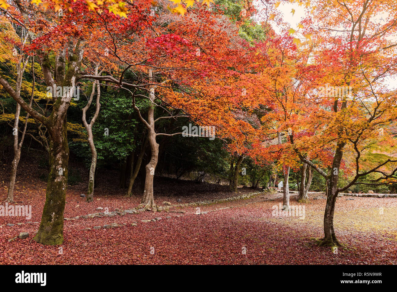 Les arbres à feuilles rouges, tapis de Arashiyama Banque D'Images