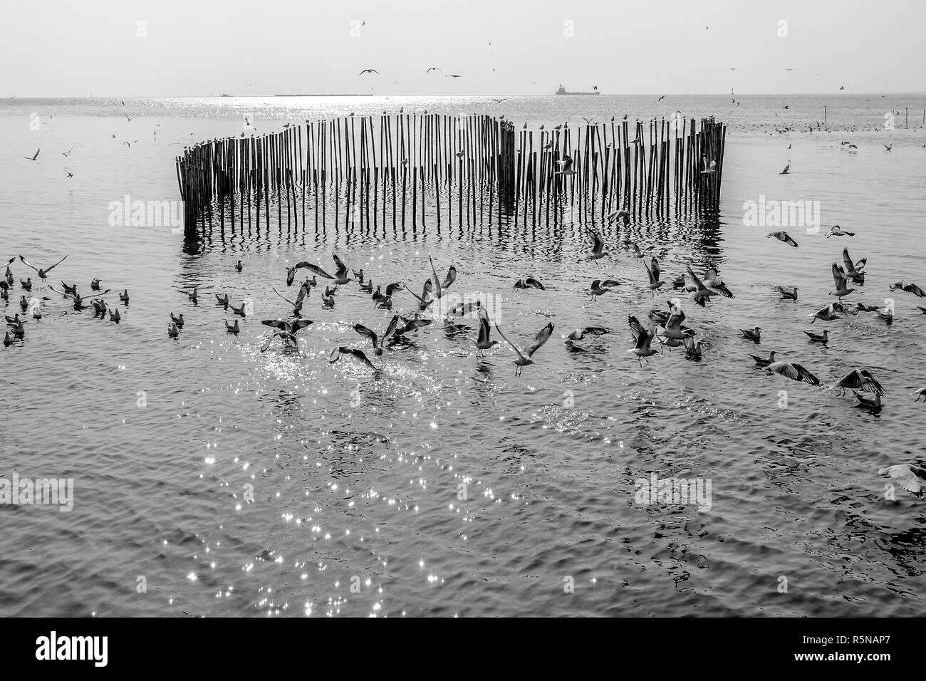 Noir et blanc spectaculaire vol de mouette de la mer et de la lumière du soleil brillant et réfléchissant sur la surface de l'eau. Banque D'Images