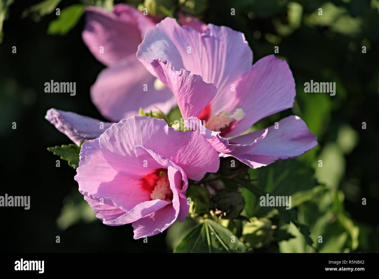 Fleurs d'hibiscus violet Banque D'Images