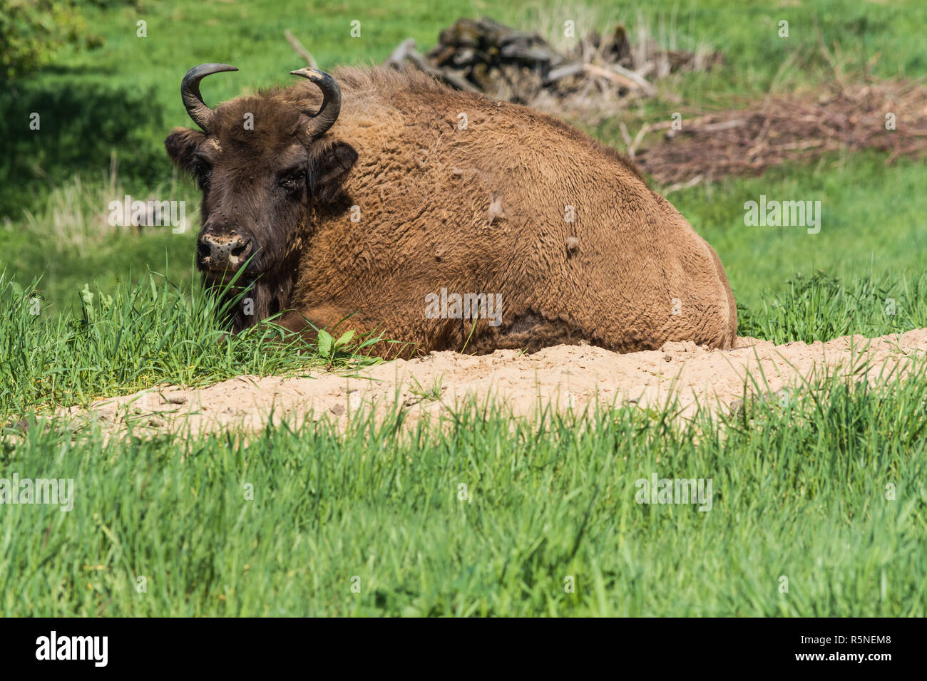 Grand bison d'Europe se trouve sur l'herbe des prairies vertes. Banque D'Images