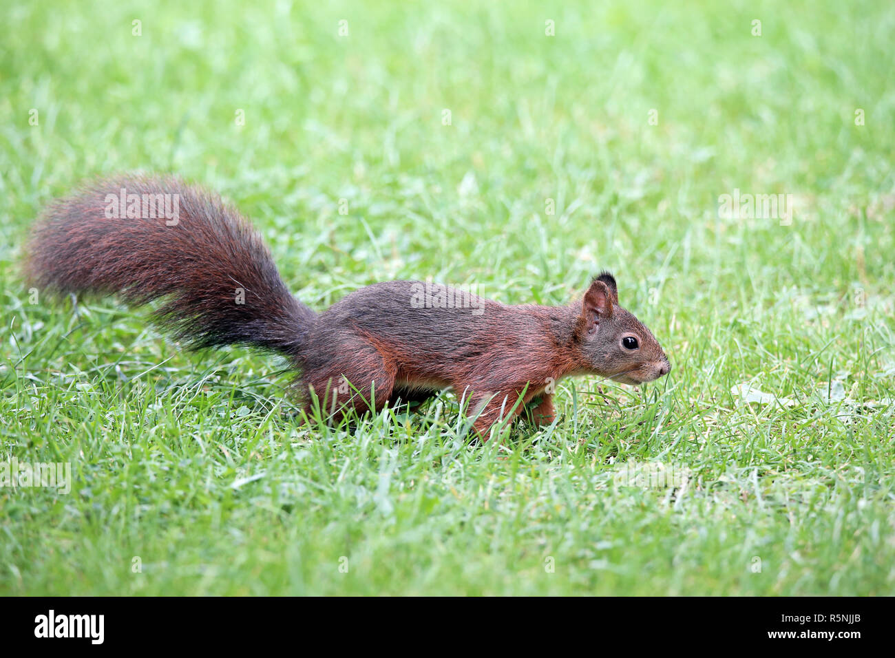 L'écureuil roux sciurus vulgaris Banque D'Images