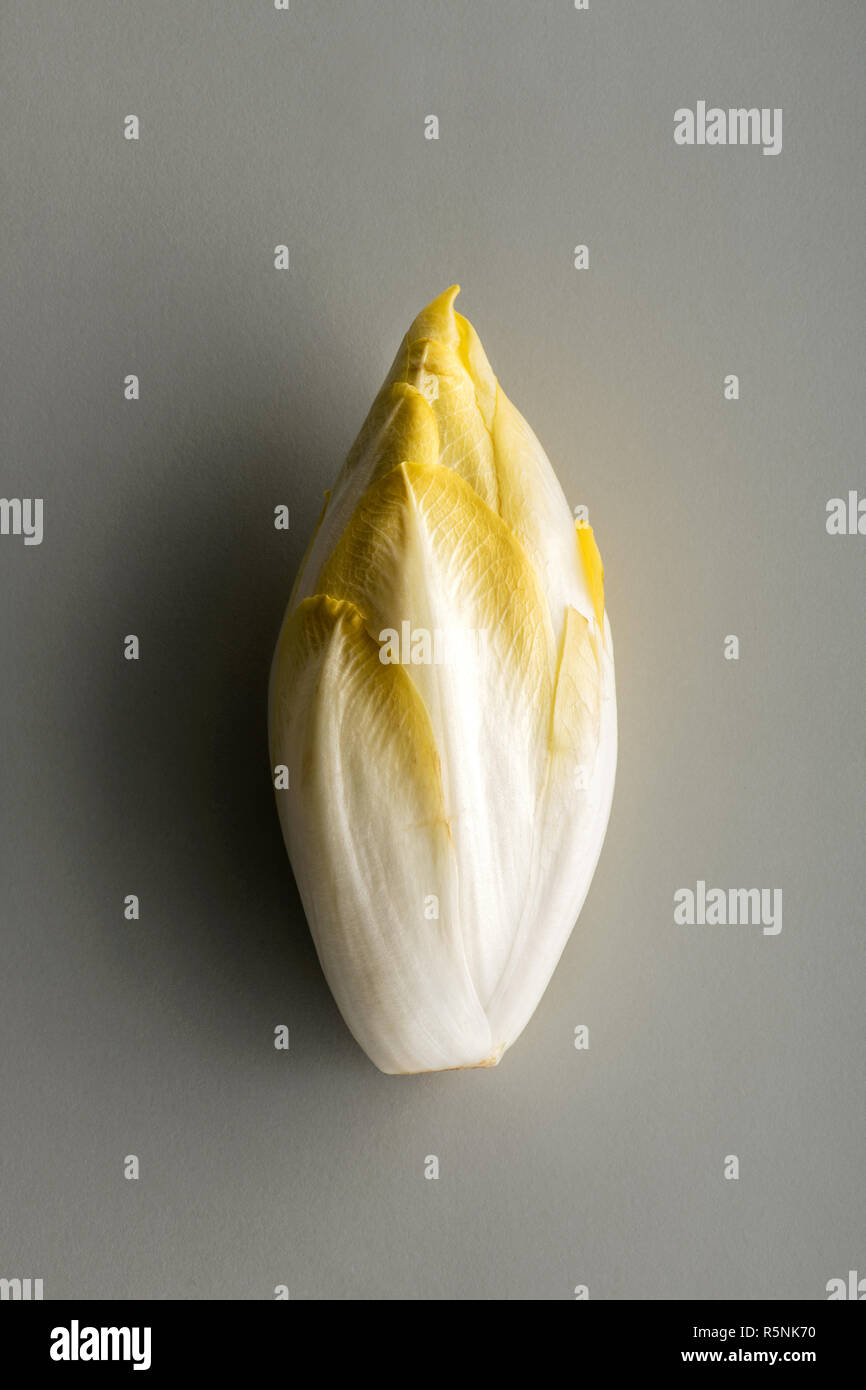 Un morceau de salade d'endives belges vue en gros plan de son côté assis sur surface fond gris Banque D'Images