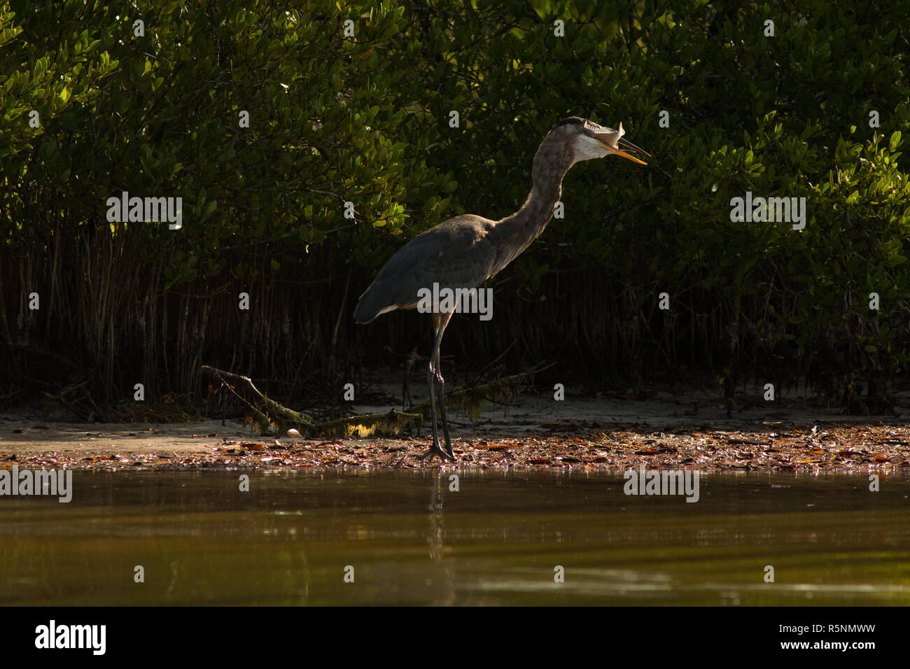 Le Grand Héron est un oiseau commun en Amérique du Nord et en Amérique centrale. Cette photographié dans la mangrove d'avaler un poisson. Banque D'Images