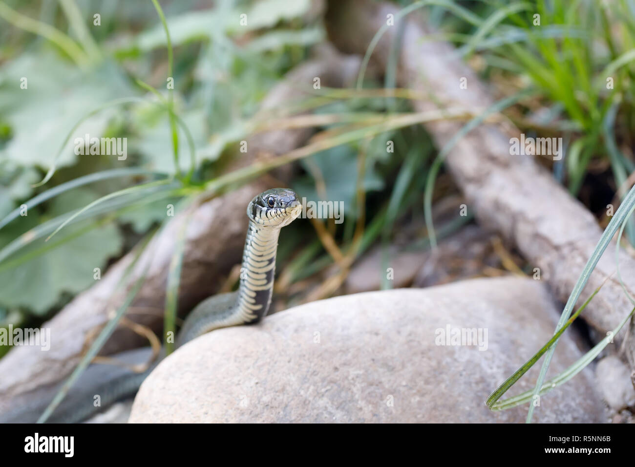 Couleuvre à collier (Natrix natrix) close up Banque D'Images