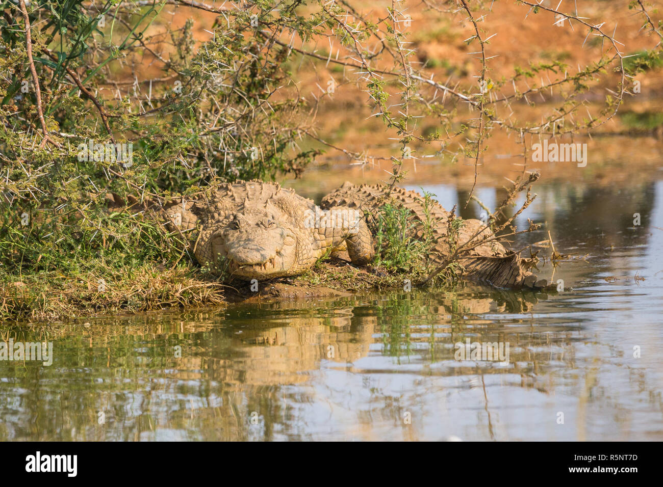 Les crocodiles du Nil située sur les rives d'un fleuve ou bords de l'eau de soleil à un étang ou point d'eau en Namibie (Crocodylus niloticus) Banque D'Images