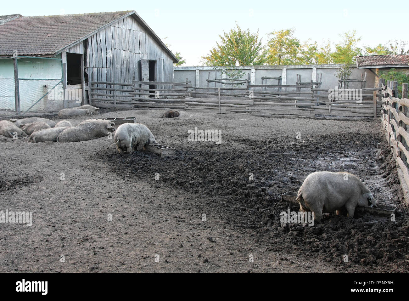 Les porcs farm Banque D'Images
