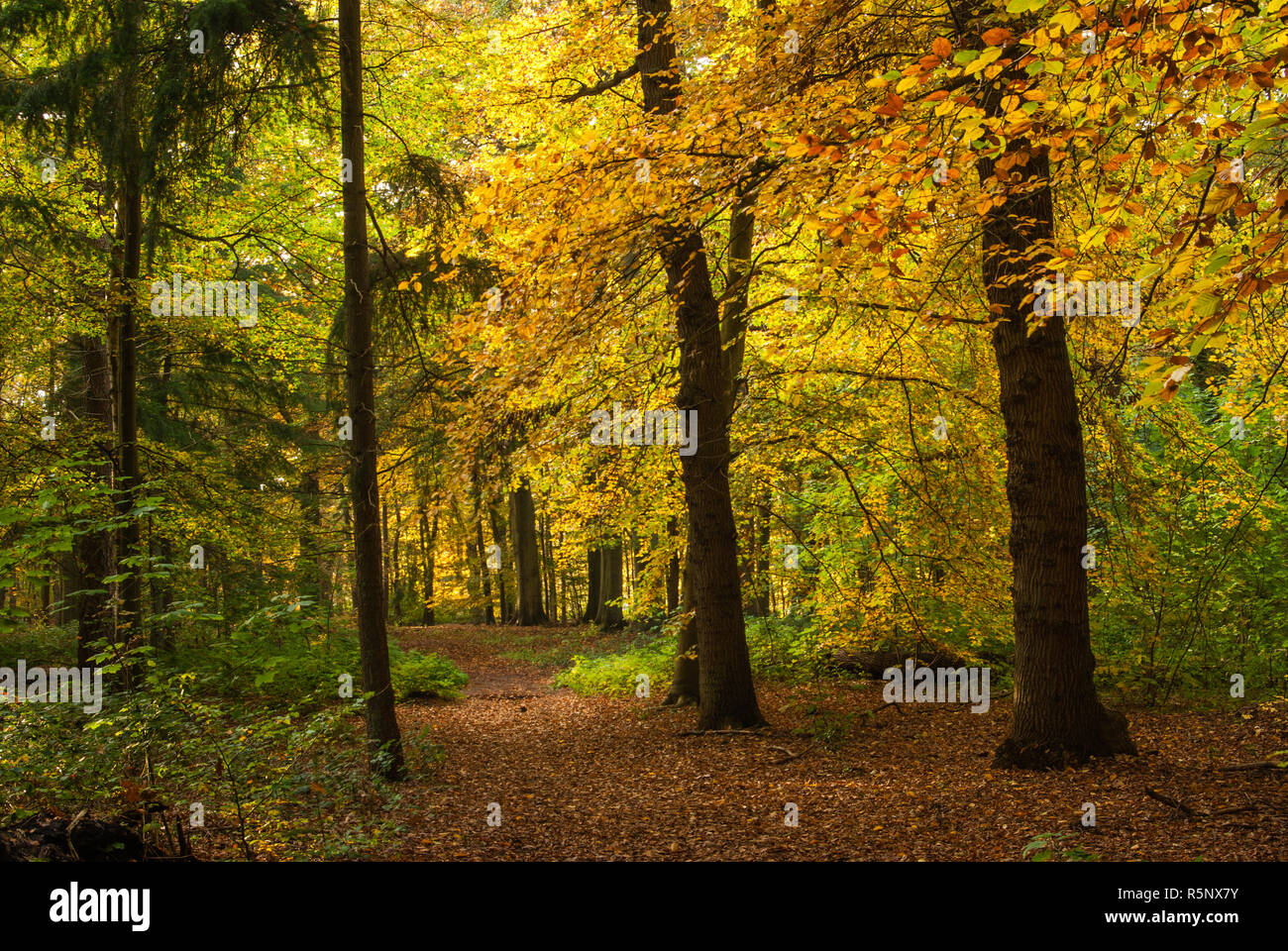 L'automne jaune lumière font la forêt près de Bussum lumière jusqu'à un paysage de conte de fées. Goois réserve naturelle, aux Pays-Bas. Geel herfstlicht in het bos. G Banque D'Images