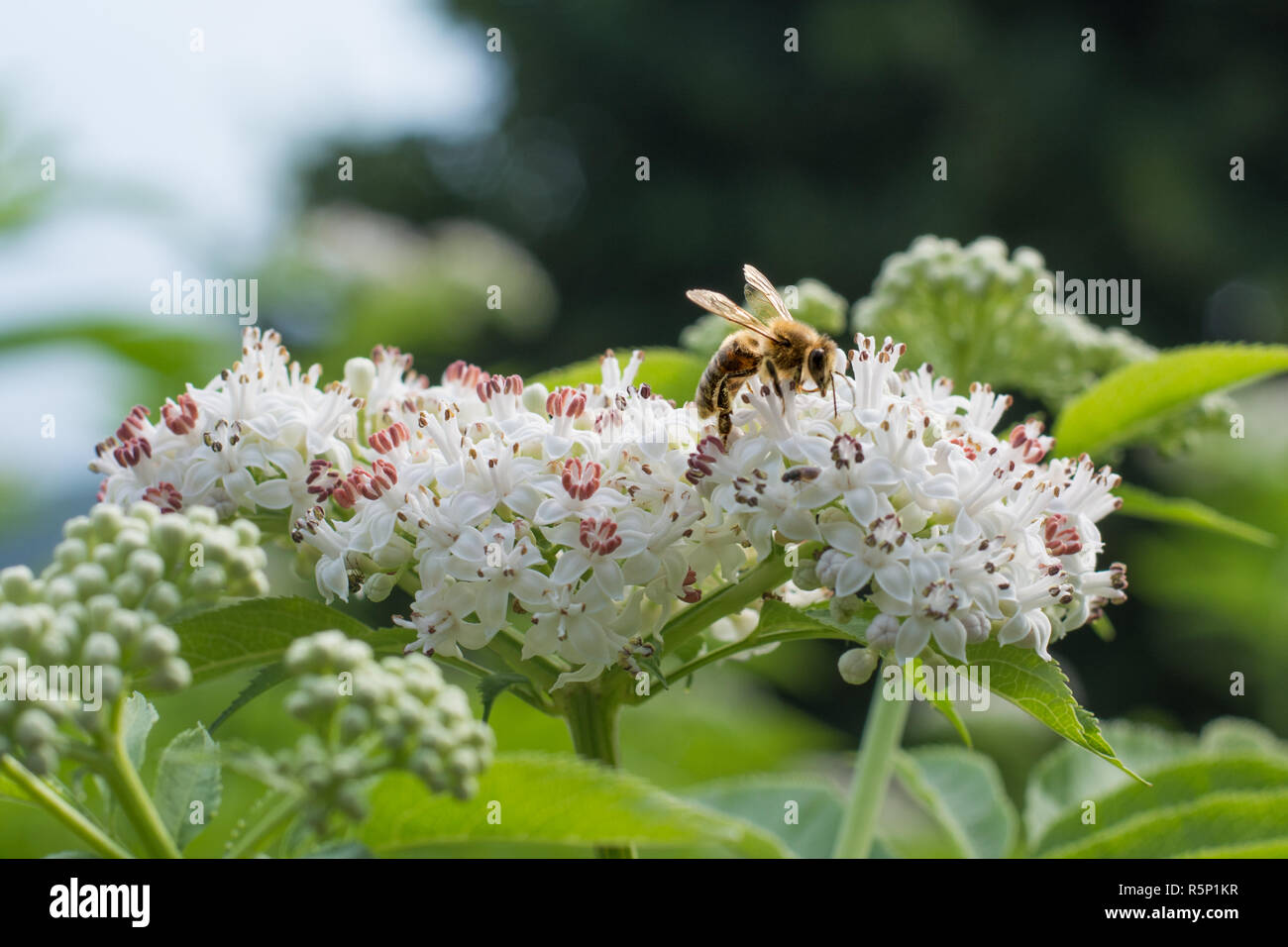 Le miel de nectar d'abeille sur fleur blanche. Banque D'Images