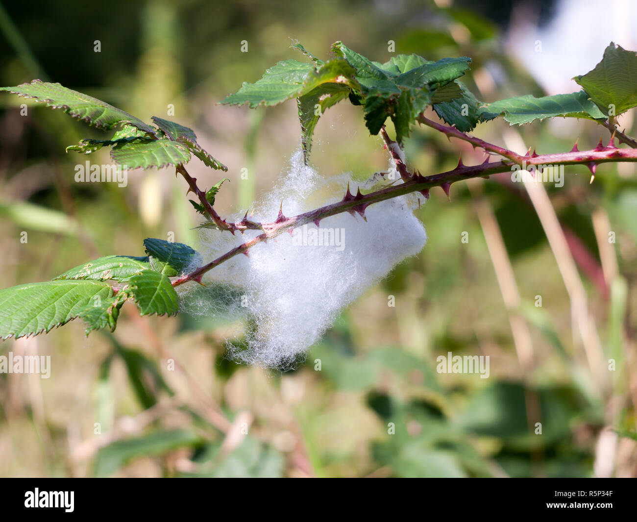 Cobweb blanc épais hanging on branche avec gouttes de rosée Banque D'Images