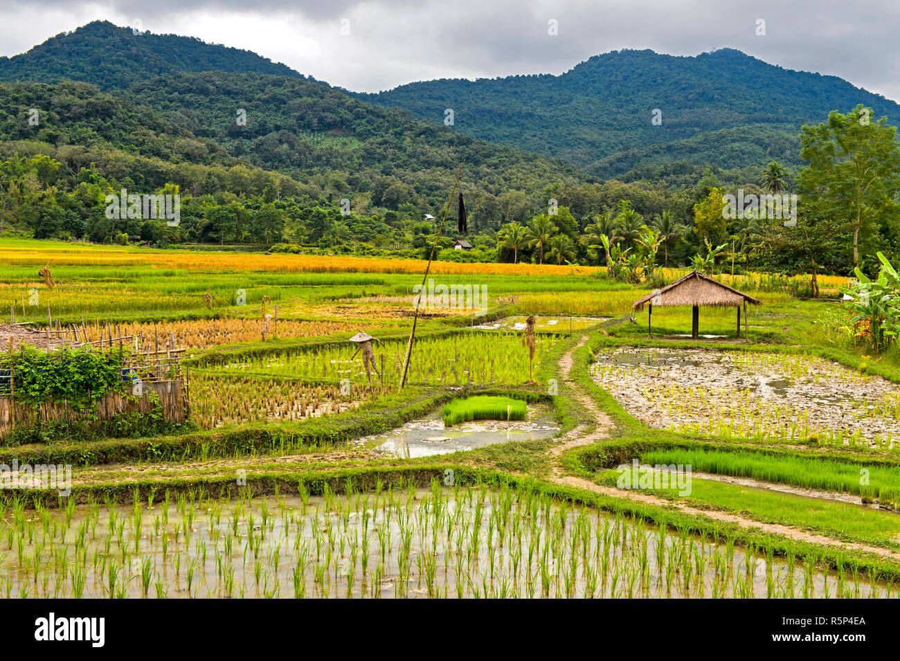 Paysage avec des champs de riz, Luang Prabang, Laos Banque D'Images