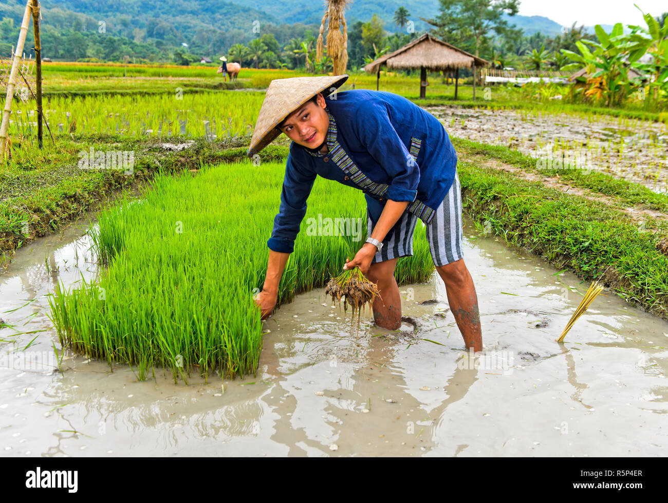 Le repiquage du riz local dans un lit de semence ferme Terre vivante, projet, Luang Prabang, Laos Banque D'Images