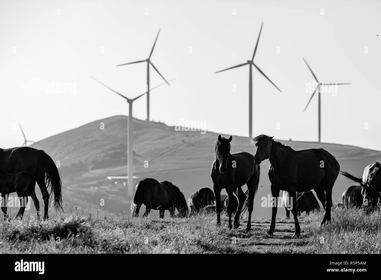 Deux chevaux jouer dans le début de matinée de printemps, partie de troupeau, en noir et blanc, près de Buzludzha Peak, Stara Planina, Bulgarie Banque D'Images