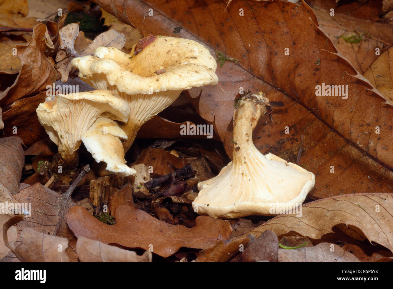 - Hygrophoropsis aurantiaca fausse chanterelle dans la litière avec dessous de cap Banque D'Images