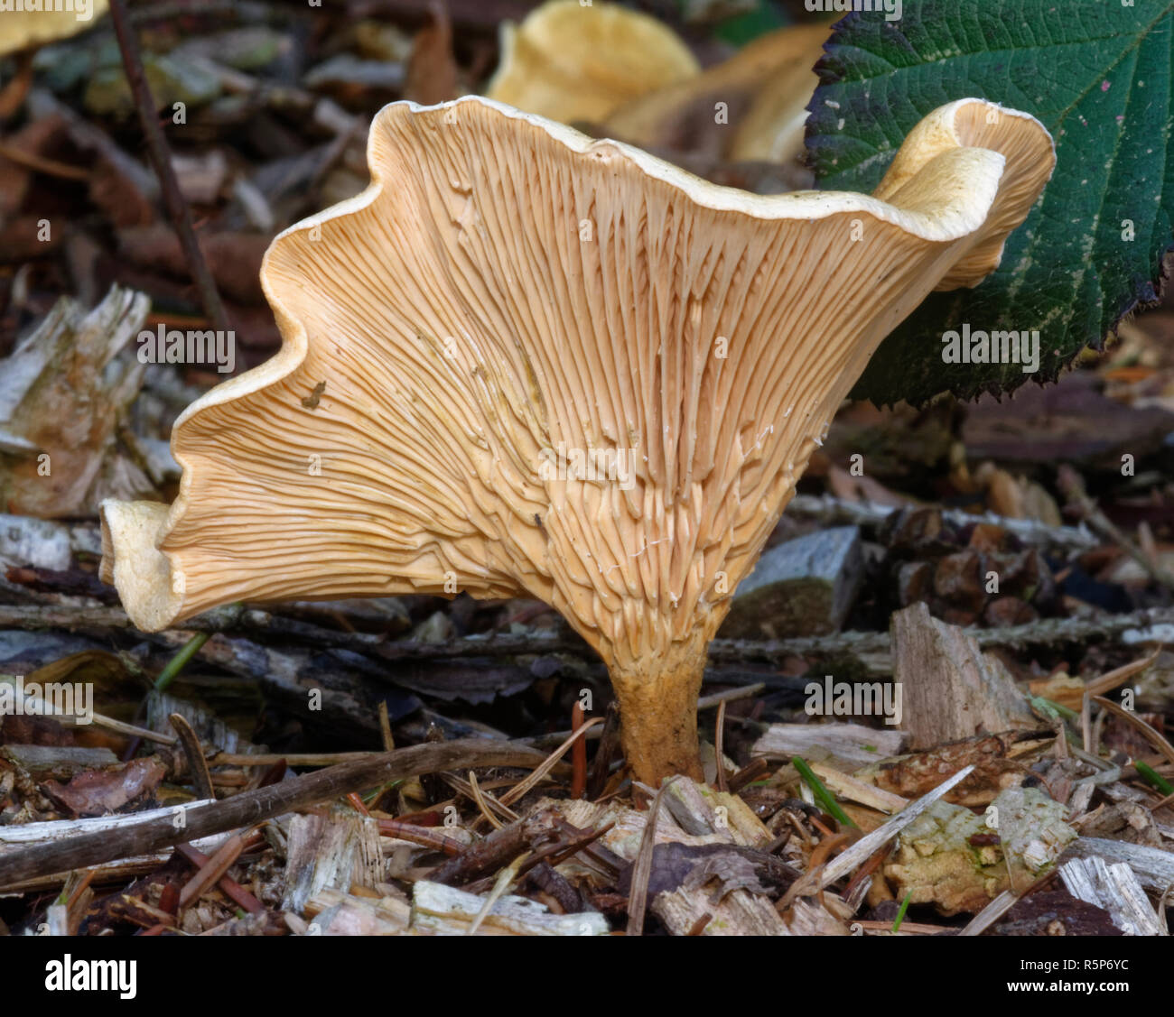 Fausse Girolle Hygrophoropsis aurantiaca - Copeaux de plus en plus sur Banque D'Images