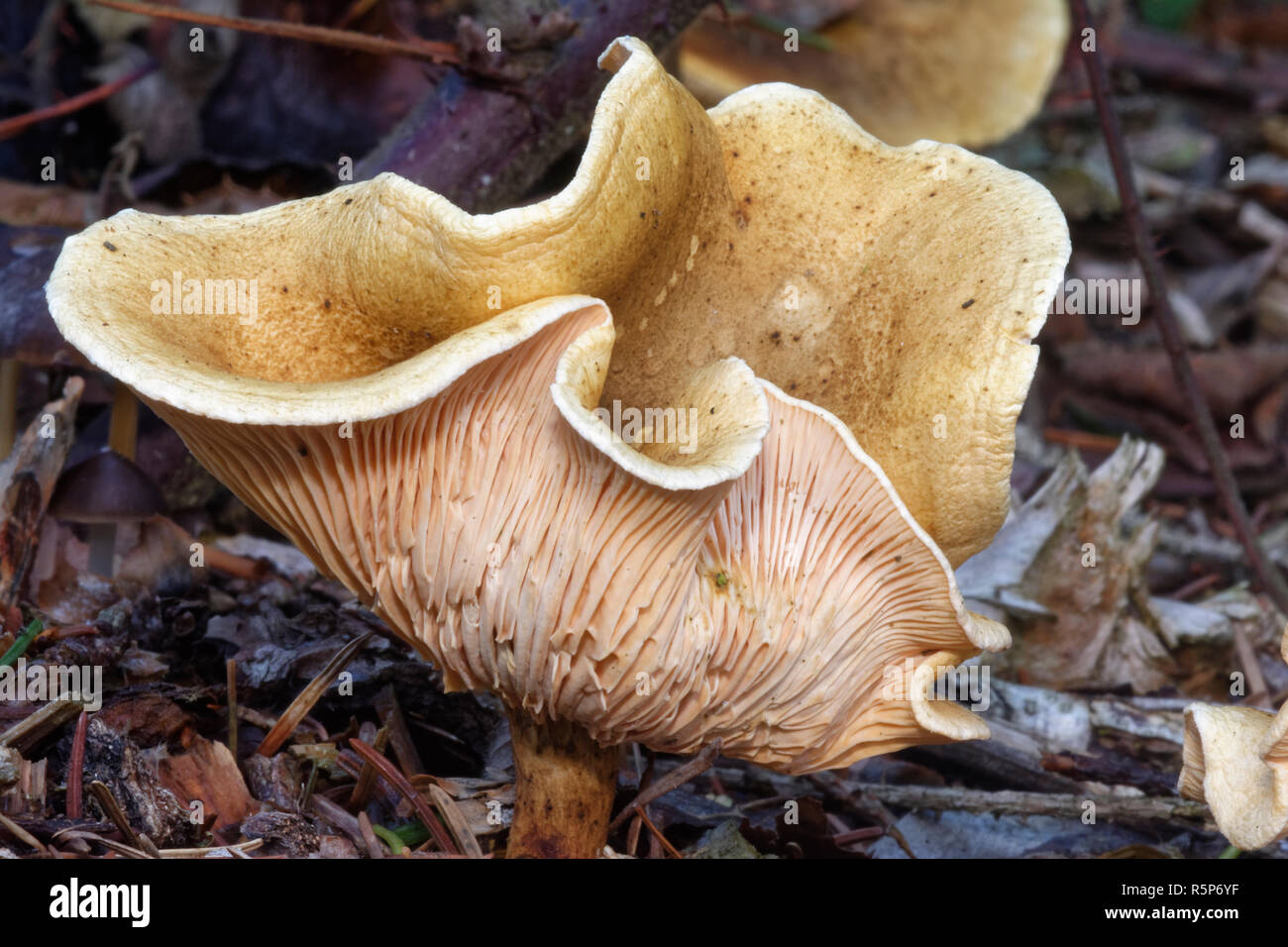 Fausse Girolle Hygrophoropsis aurantiaca - Copeaux de plus en plus sur Banque D'Images