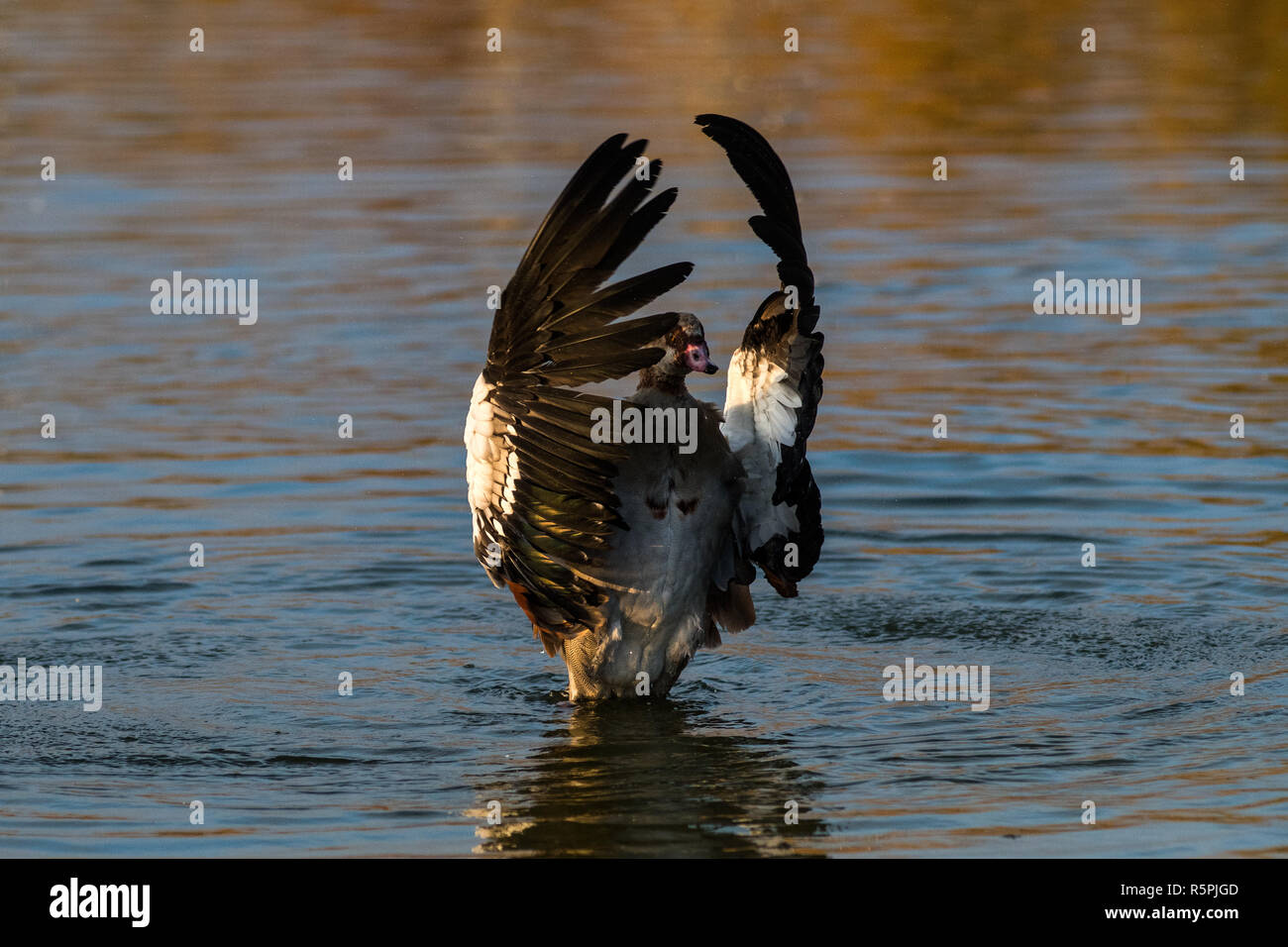 Madrid, Espagne. 1er décembre 2018. Egyptian goose (Alopochen aegyptiaca) en agitant ses ailes pendant une journée d'automne dans le Parc Forestier de Valdebernardo. Oies égyptiennes sont indigènes à l'Afrique. En raison de son potentiel de colonisation et qu'il constituent une grave menace pour les espèces indigènes, d'habitats ou d'écosystèmes, cette espèce a été incluse dans le catalogue espagnol d'espèces exotiques envahissantes. Credit : Marcos del Mazo/Alamy Live News Banque D'Images