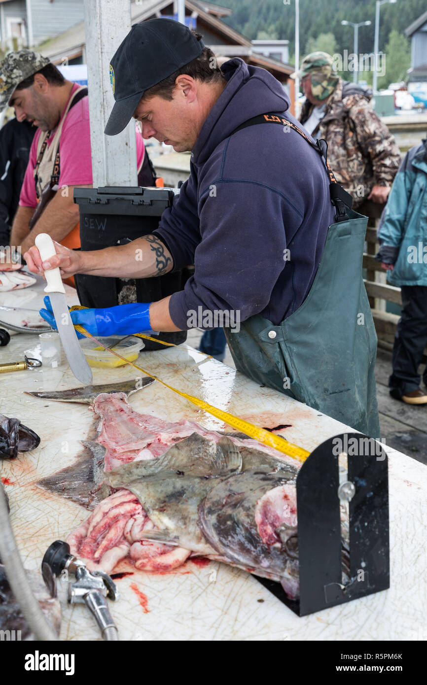 Seward, Alaska, USA - Le 16 août 2018 : Un fonctionnaire inspecteur maritime mesure un poisson flétan à la station de nettoyage à la petite Seward Boat Harbour Banque D'Images