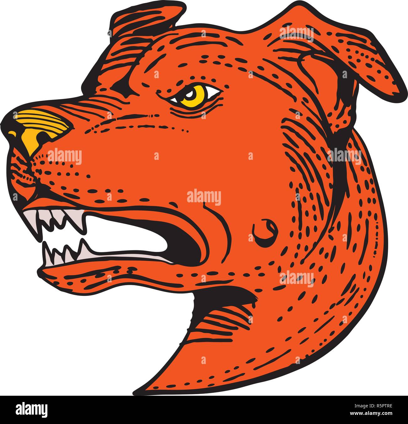 Style gravure illustration de tête d'un angry American Staffordshire Terrier, Amstaff Staffie, Staffy,ou une entreprise de taille moyenne, court-coated race de chien fait Illustration de Vecteur