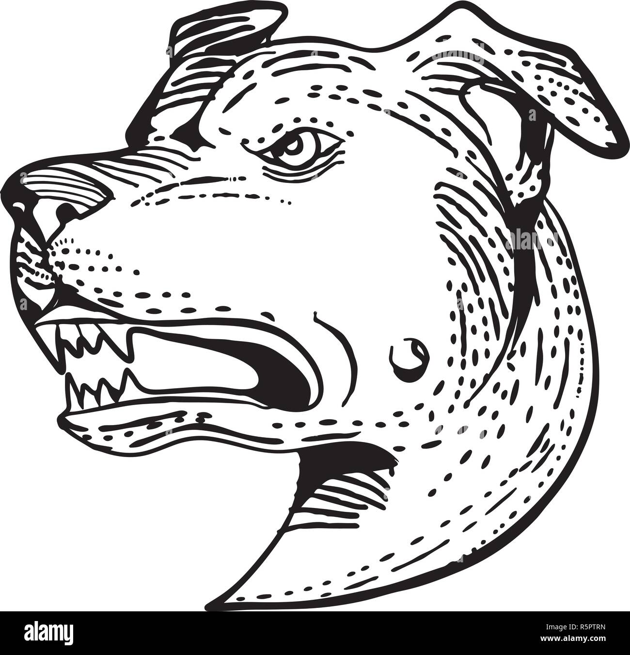 Style gravure illustration de tête d'un angry American Staffordshire Terrier, Amstaff Staffie, Staffy,ou une entreprise de taille moyenne, court-coated race de chien fait Illustration de Vecteur