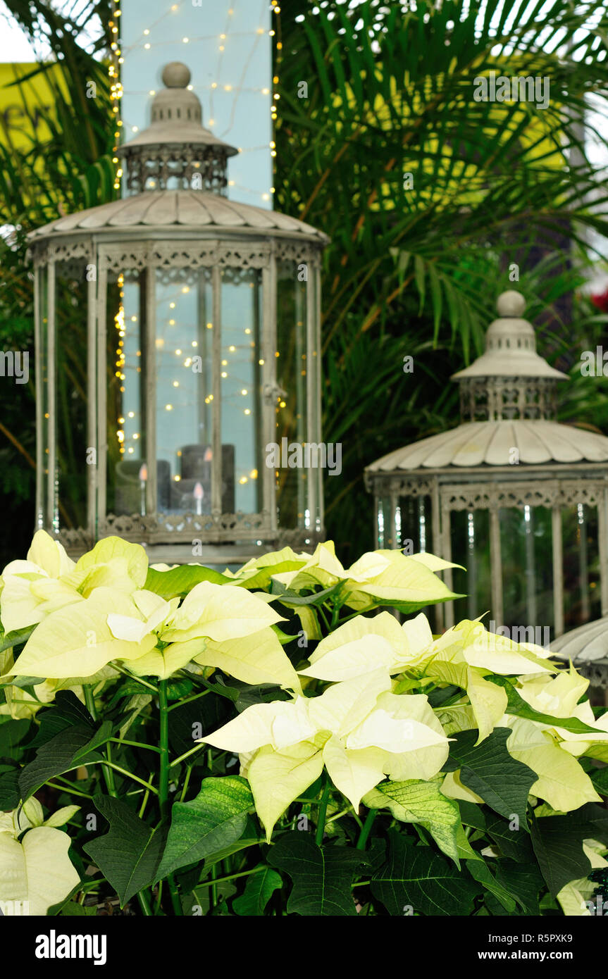 Le poinsettia blanc avec paillettes Banque D'Images