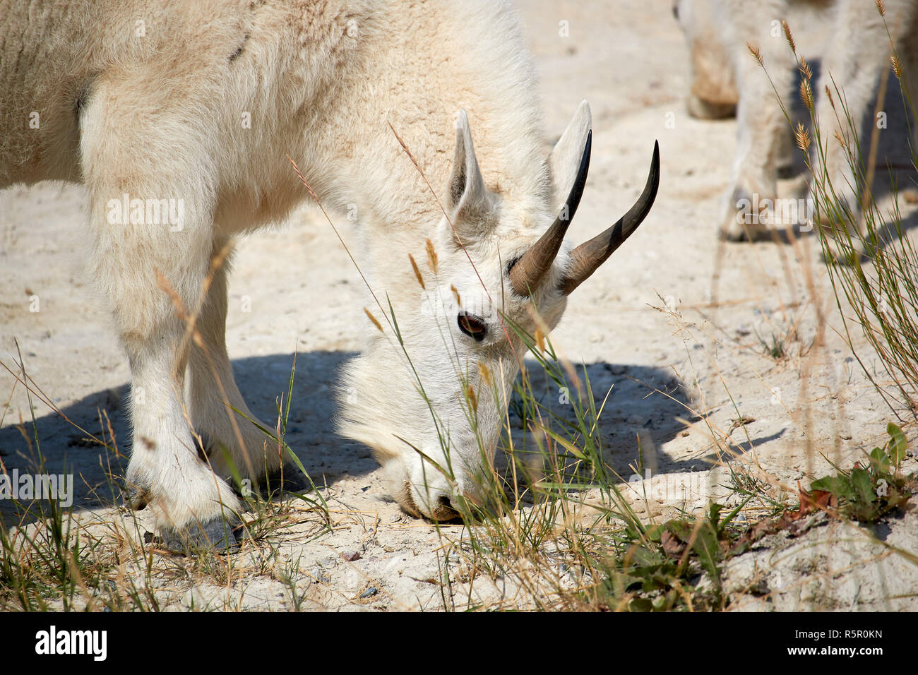 La chèvre de montagne à côté de la promenade des Glaciers, le Parc National de Jasper, Canada Banque D'Images