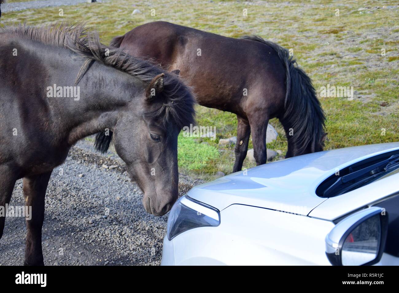 Un cheval noir sur une route de gravier en Islande est curieusement l'examen d'une voiture. Un groupe de chevaux était libre d'exécution dans le nord de la péninsule de Skagi. Banque D'Images