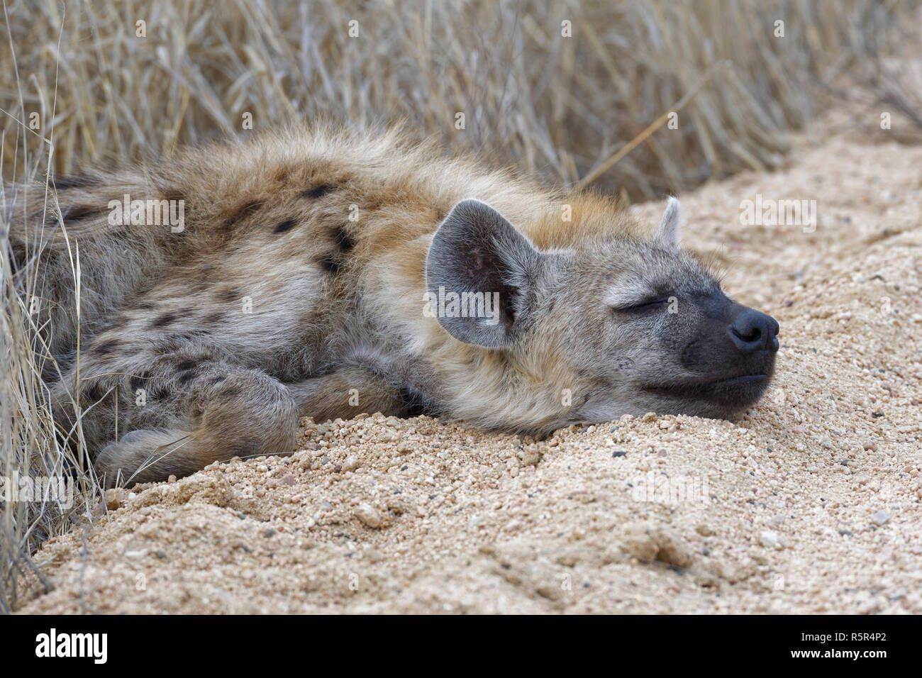 L'hyène tachetée ou rire hyène (Crocuta crocuta) cub, dormant sur le bord d'une route de terre, Kruger National Park, Afrique du Sud, l'Afrique Banque D'Images