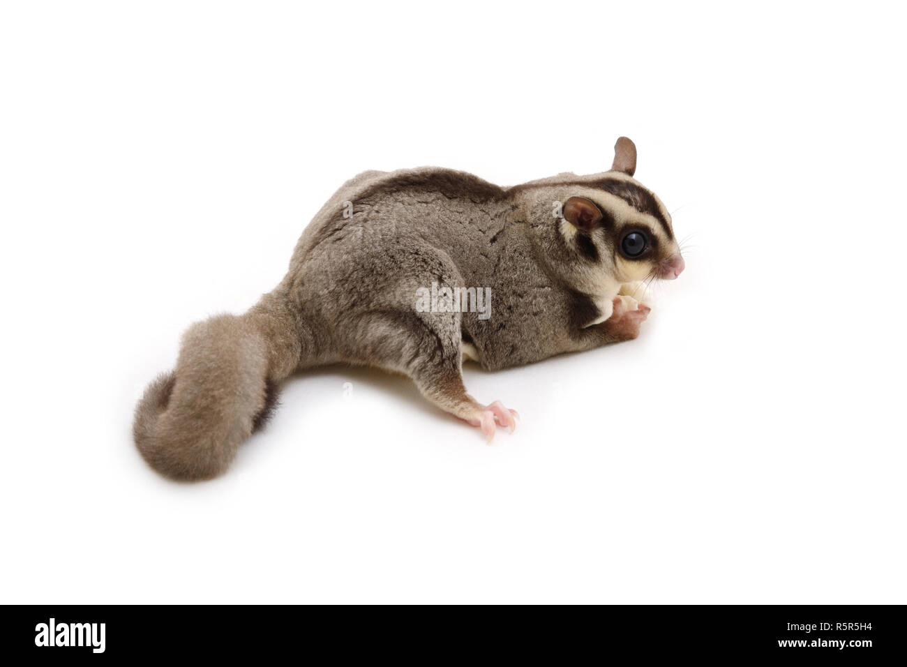 Écureuil volant qui tiennent de la nourriture dans la main sur fond blanc  Photo Stock - Alamy