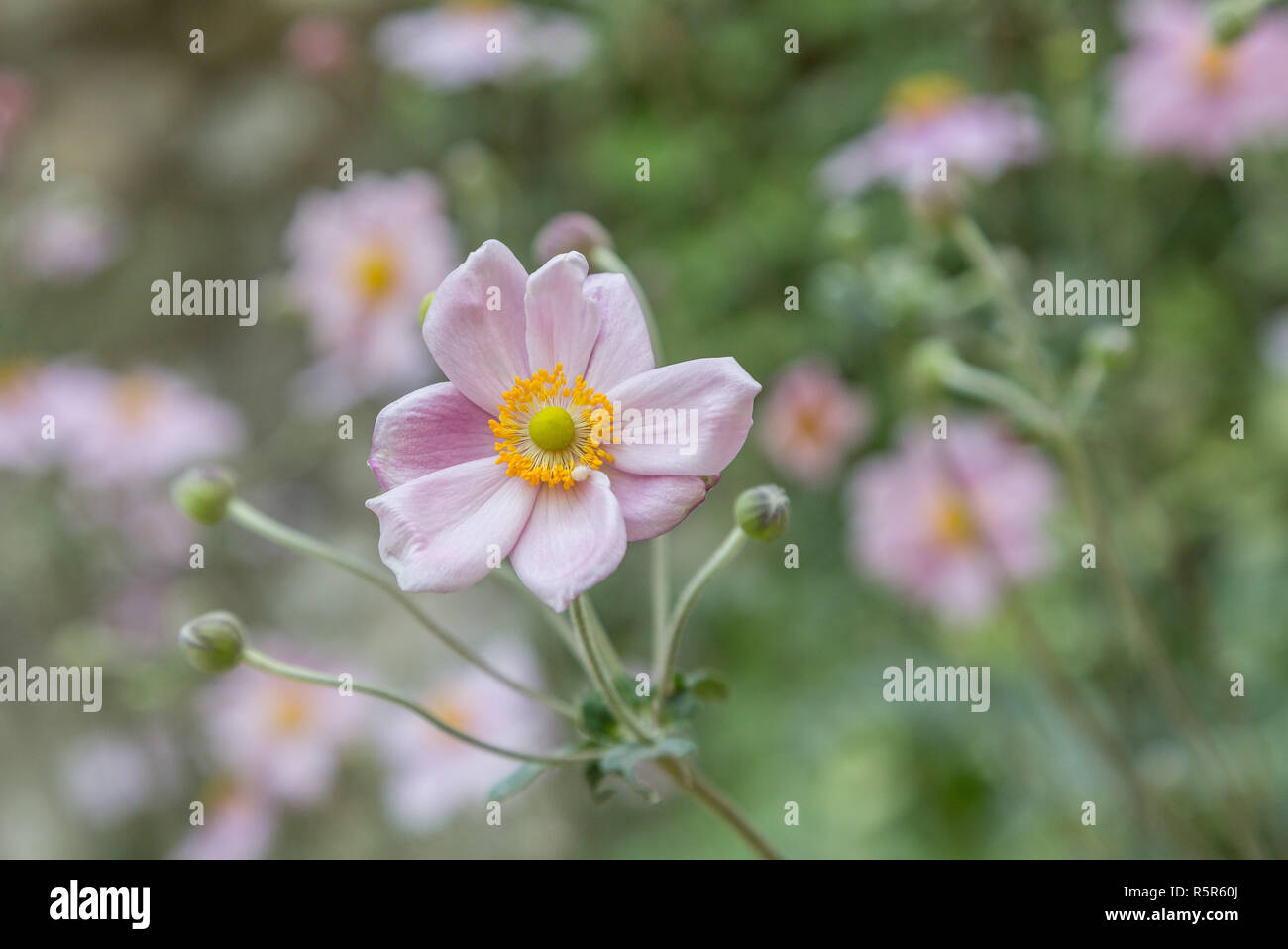 Des fleurs sur la plante en jardin Banque D'Images