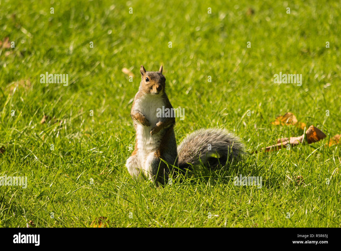 Contact avec les yeux avec un adorable écureuil gris dans un parc. Banque D'Images