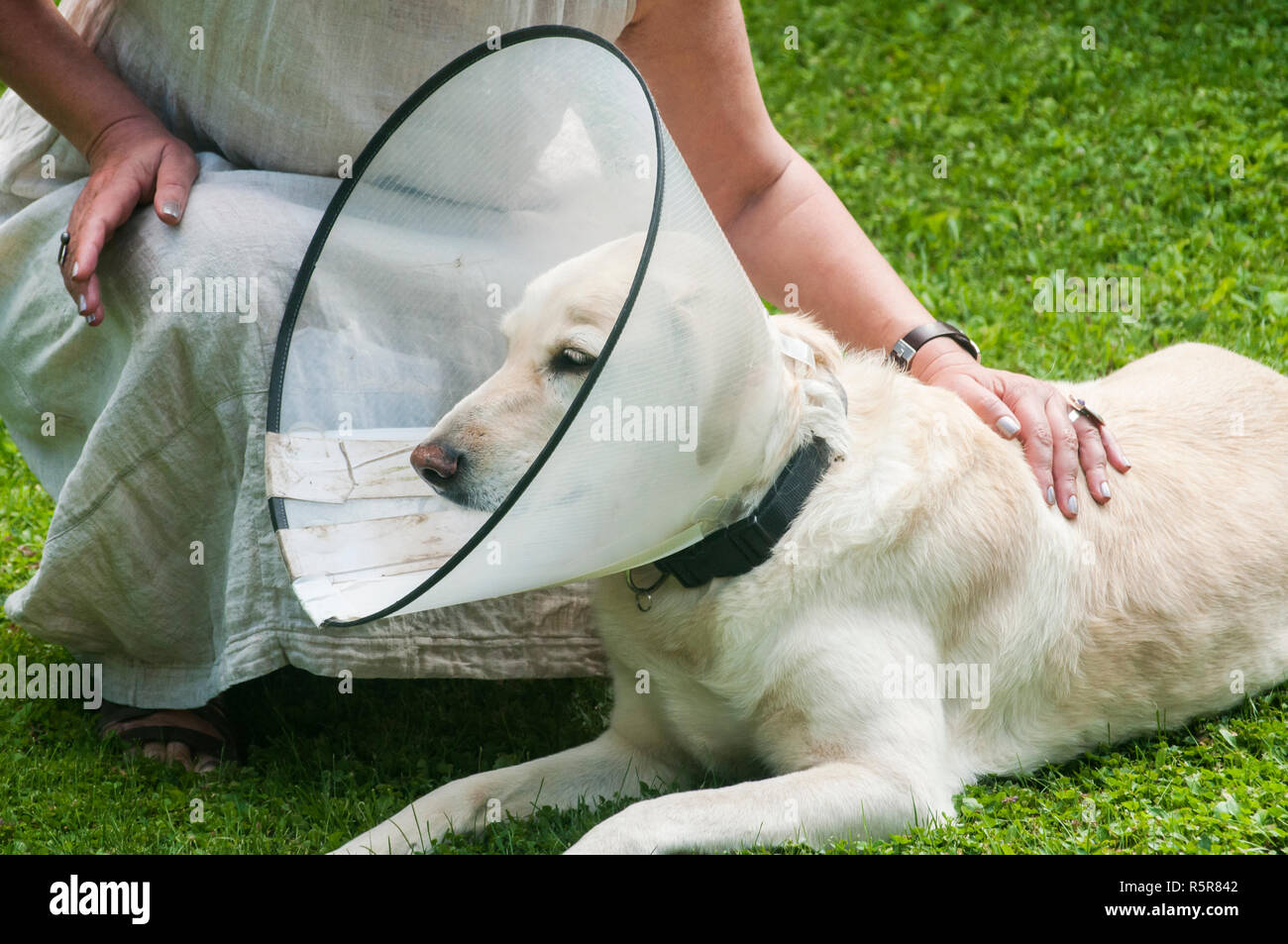 Par contre les femmes et femmes chien labrador crème portant collier  élisabéthain médical cône en plastique autour du cou pour la protection  anti-morsure sur l'herbe verte mea Photo Stock - Alamy