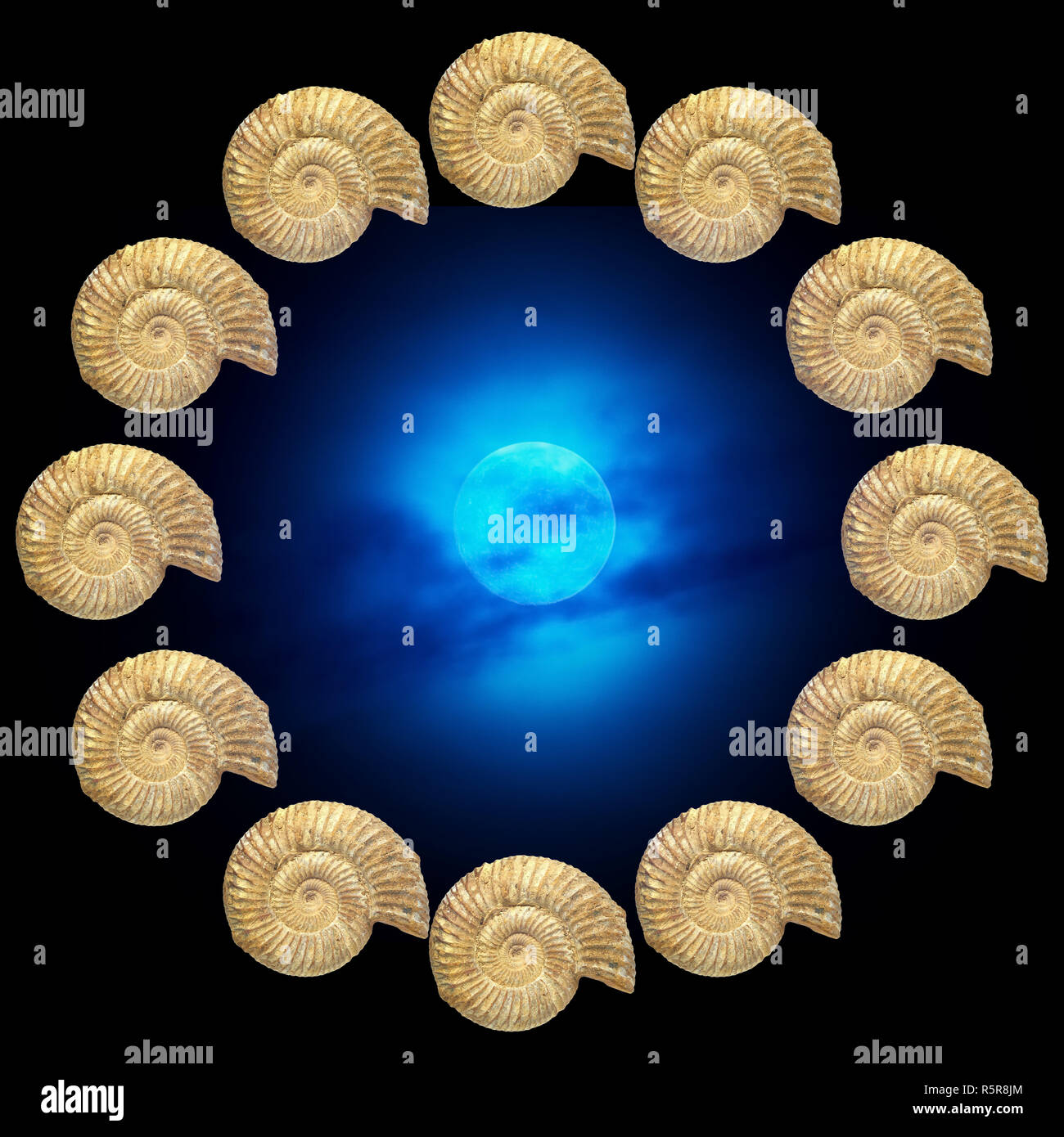 Ammonite Banque D'Images