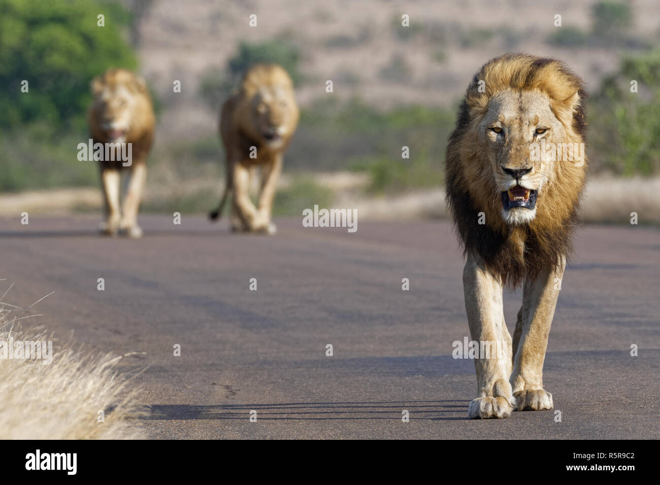 Les lions d'Afrique (Panthera leo), trois hommes marchant sur une route goudronnée, Kruger National Park, Afrique du Sud, l'Afrique Banque D'Images