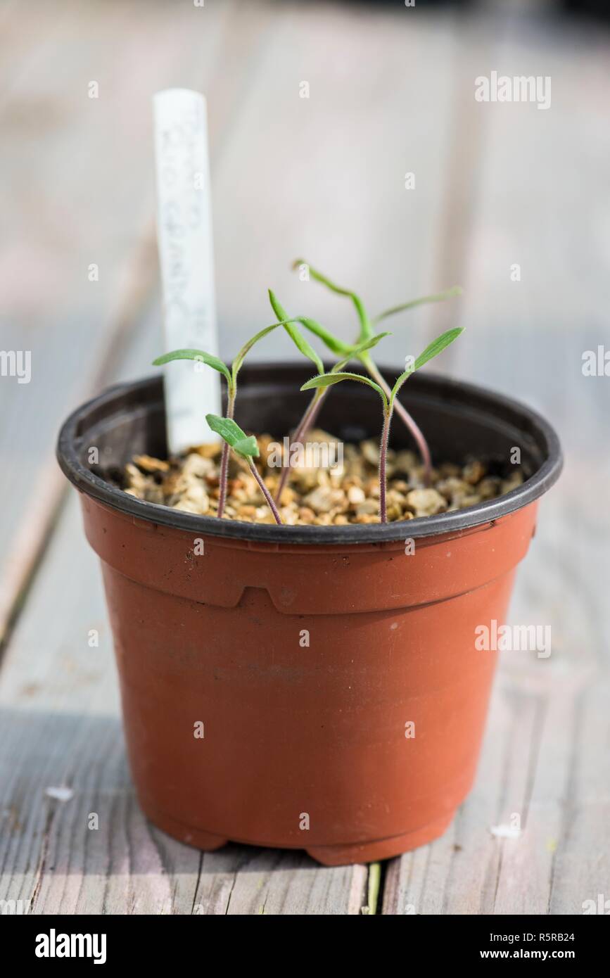 Plant plants de tomates dans un pot de fleurs en plastique. Banque D'Images