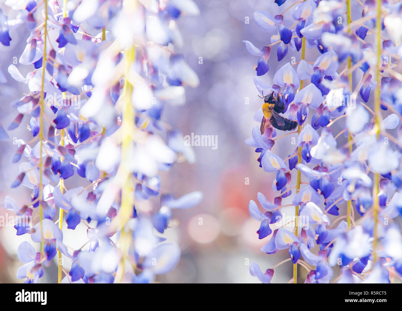 Close-up shot de bee and flower wisteria Banque D'Images