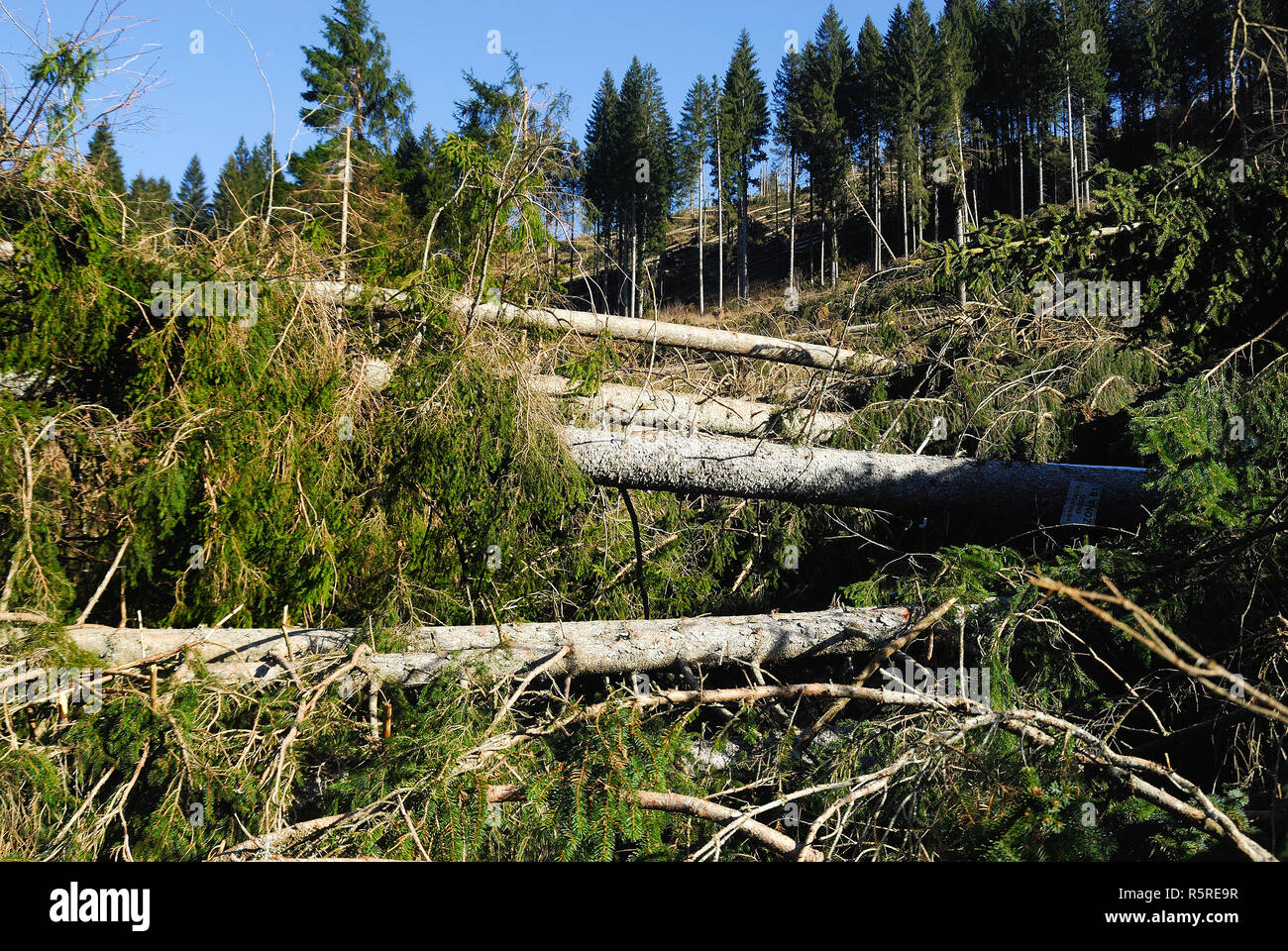 Location Piana marcesina, Asiago plateau, Veneto, Italie. Les dommages causés par la tempête du 29 octobre 2018. Les estimations les plus conservatrices dire un million deux cent mille arbres abattus par le vent sur les montagnes de la Vénétie, presque toujours les conifères. Banque D'Images