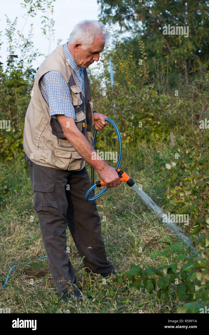 Jardinier à la retraite l'arrosage du jardin avec le flexible. Banque D'Images