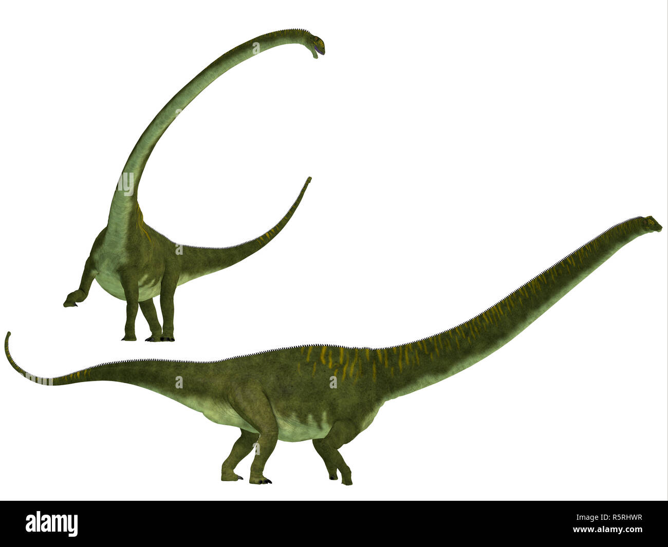 Mamenchisaurus hochuanensis Banque D'Images