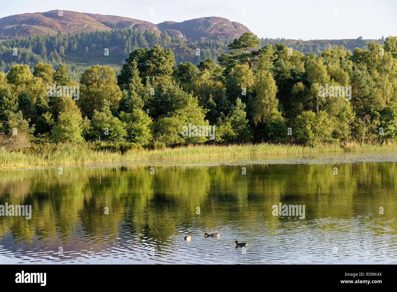 Canards sur le loch de Lowes avec Craig plus derrière, Dunkeld, Perth et Kinross, Scotland, UK Banque D'Images