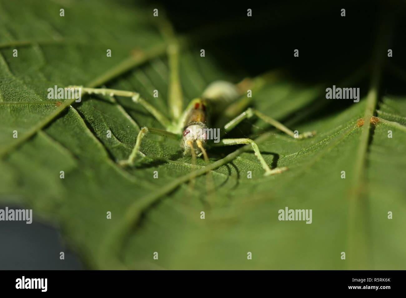 Charançon du chêne du sud (meconema meridionale) infectés par Entomophaga grylli Banque D'Images