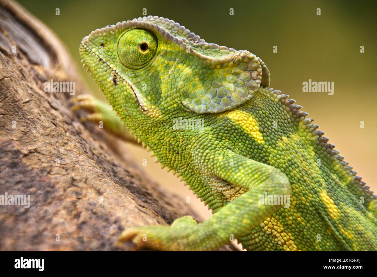 Un caméléon de taille moyenne à grande, le rabat, col qui est la plus répandue et commune de ces reptiles lent et est totalement inoffensive desp Banque D'Images