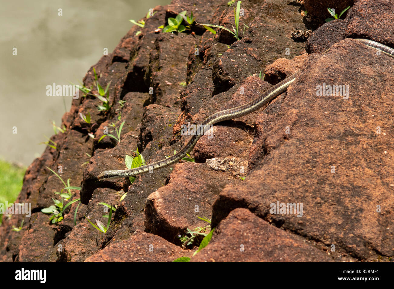 Arbre commun Bronzeback Dendrelaphis tristis, Serpent à Sigiriya, Sri Lanka Banque D'Images