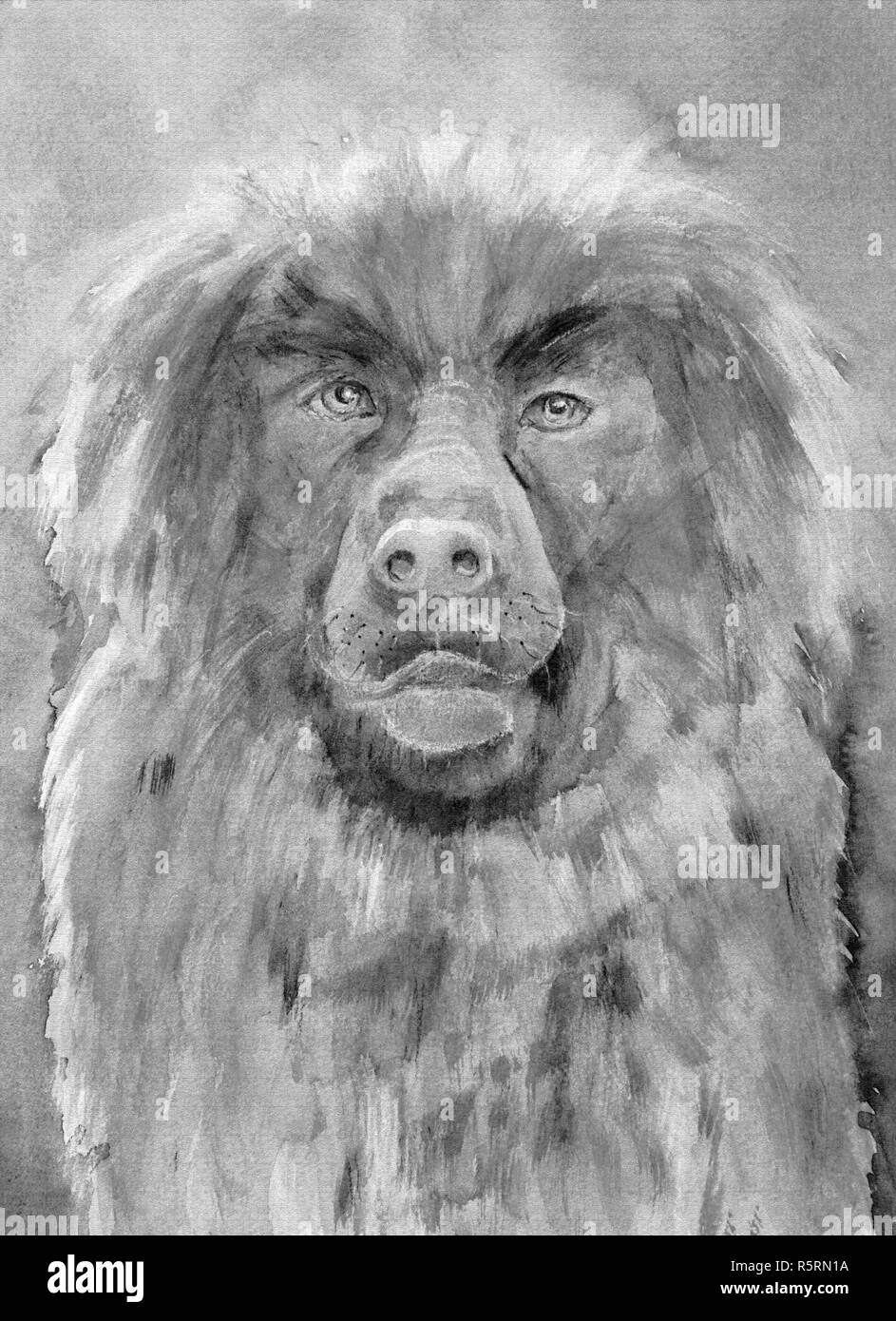 Dessin de chien Léonberg. La technique du badigeonnage près des bords donne un effet de flou en raison de la modification de la rugosité de surface du papier. Banque D'Images